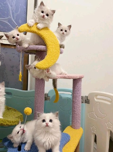 猫图片|宠物猫|猫咪|