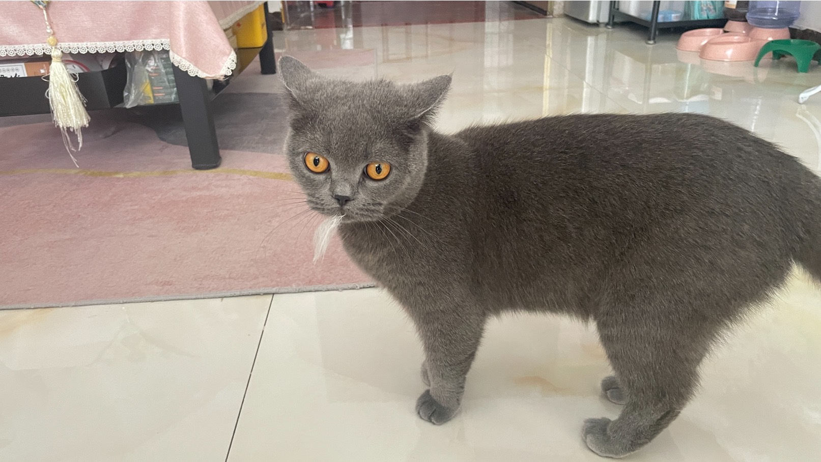 猫图片|宠物猫|猫咪|