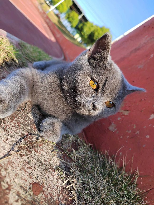 猫图片|宠物猫|猫咪|