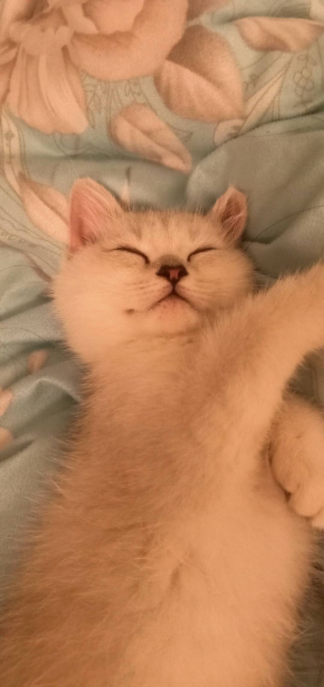 猫图片|宠物猫|猫咪|