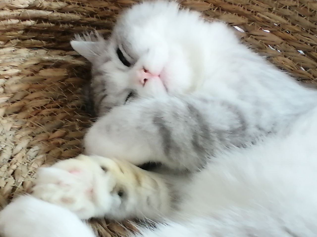 猫图片|宠物猫|猫咪|