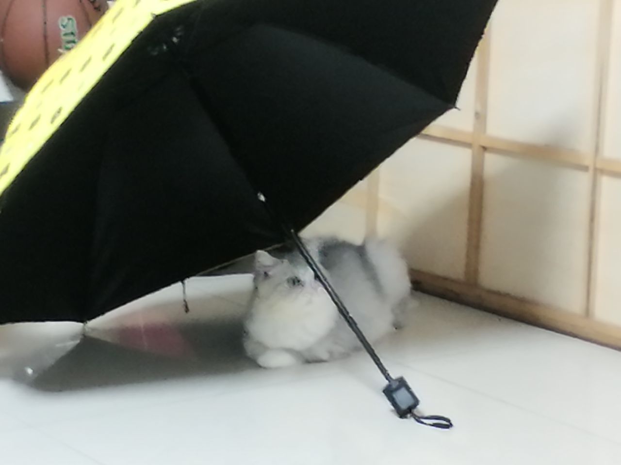 猫图片|宠物猫|猫咪|