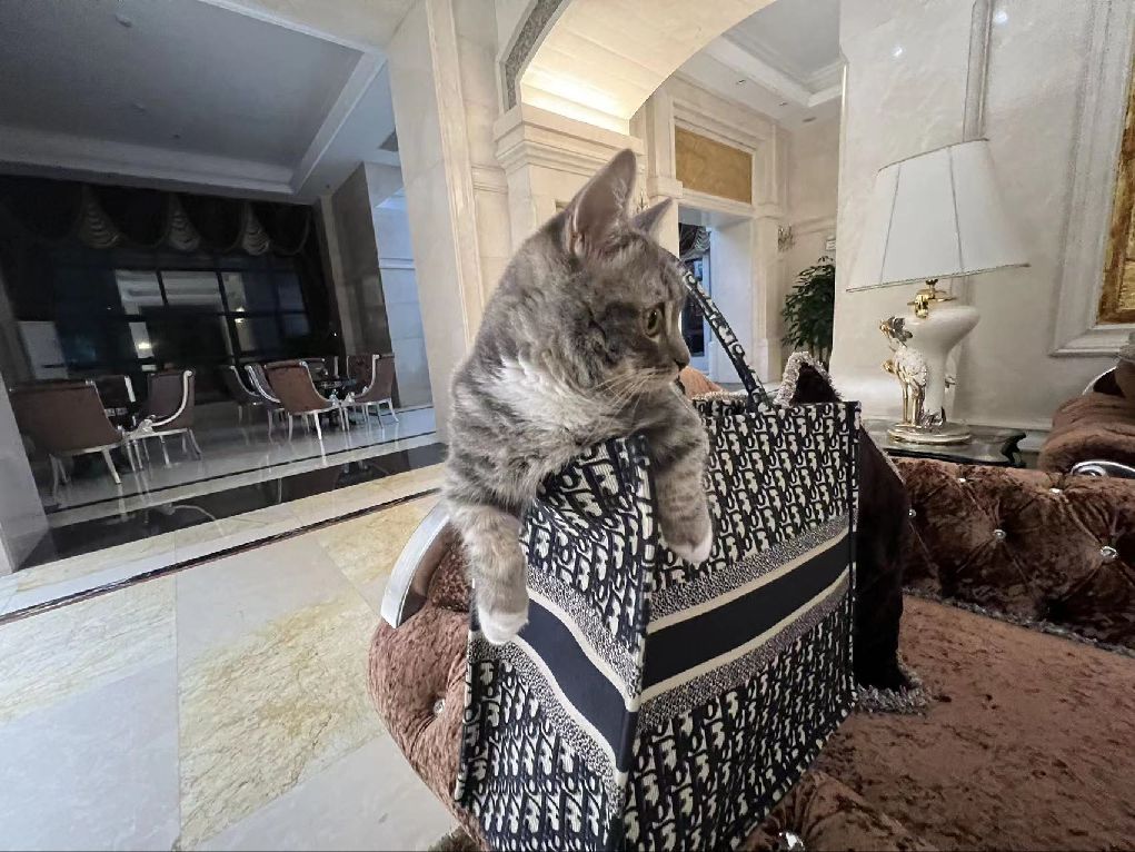 猫图片|宠物猫|猫咪|