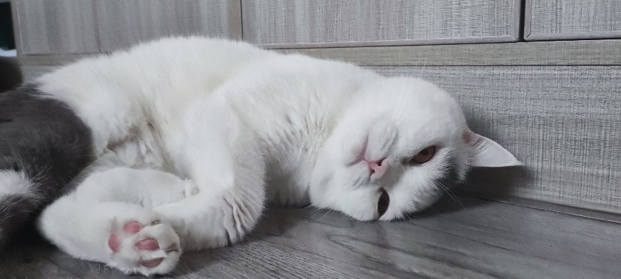 猫图片|宠物猫|猫咪|