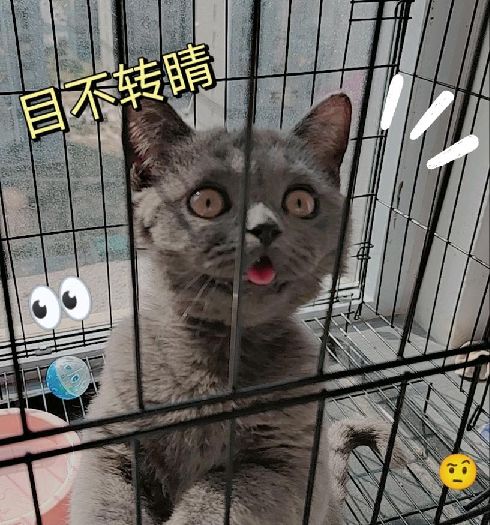 猫图片|宠物猫|猫咪|