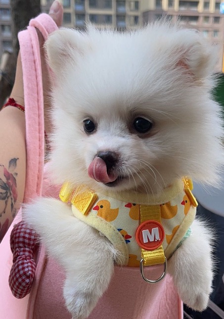 猫图片|宠物猫|猫咪|