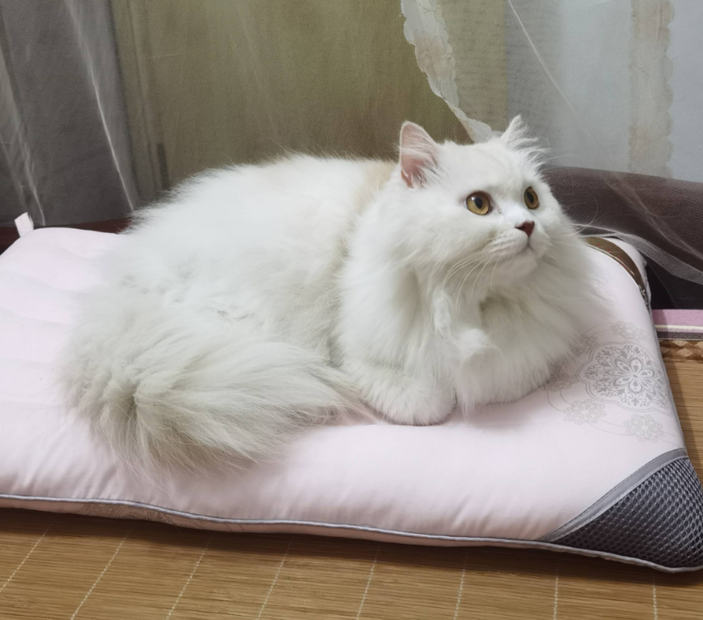 猫图片|宠物猫|猫咪|