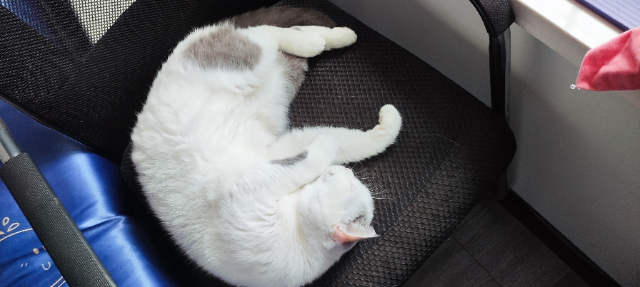 猫图片|宠物猫|猫咪|