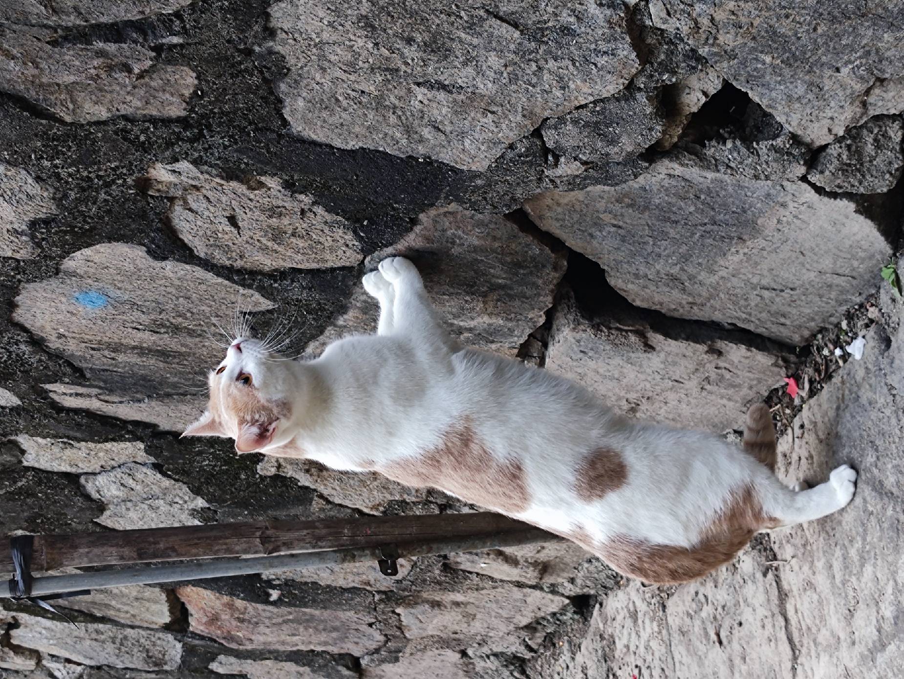 猫图片|宠物猫|猫咪|