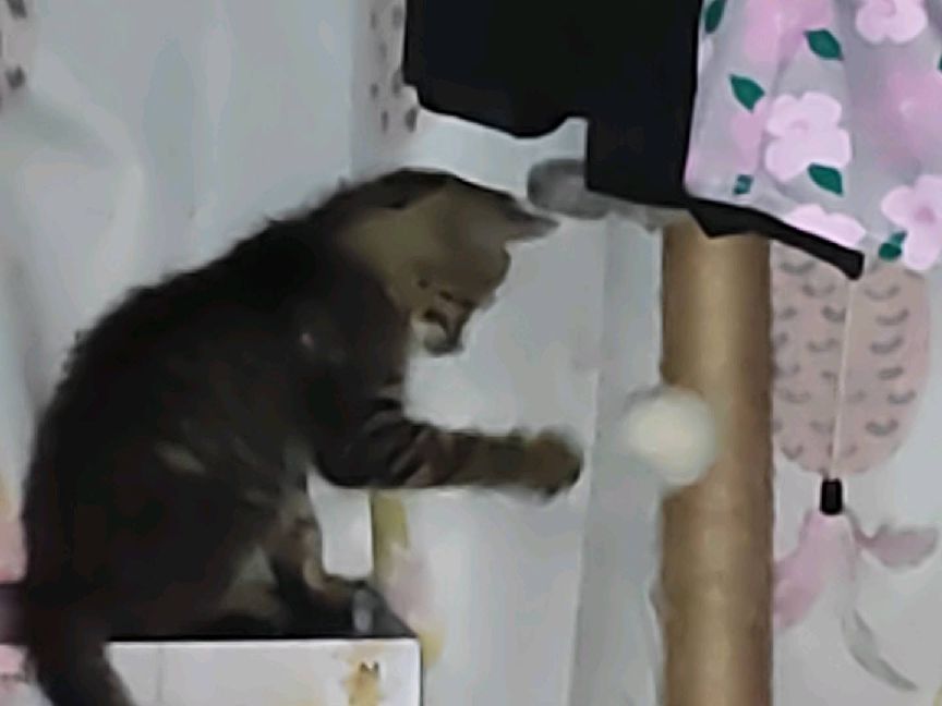 猫图片|宠物猫|猫咪|