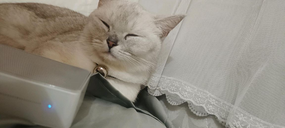 猫图片|宠物猫|猫咪|