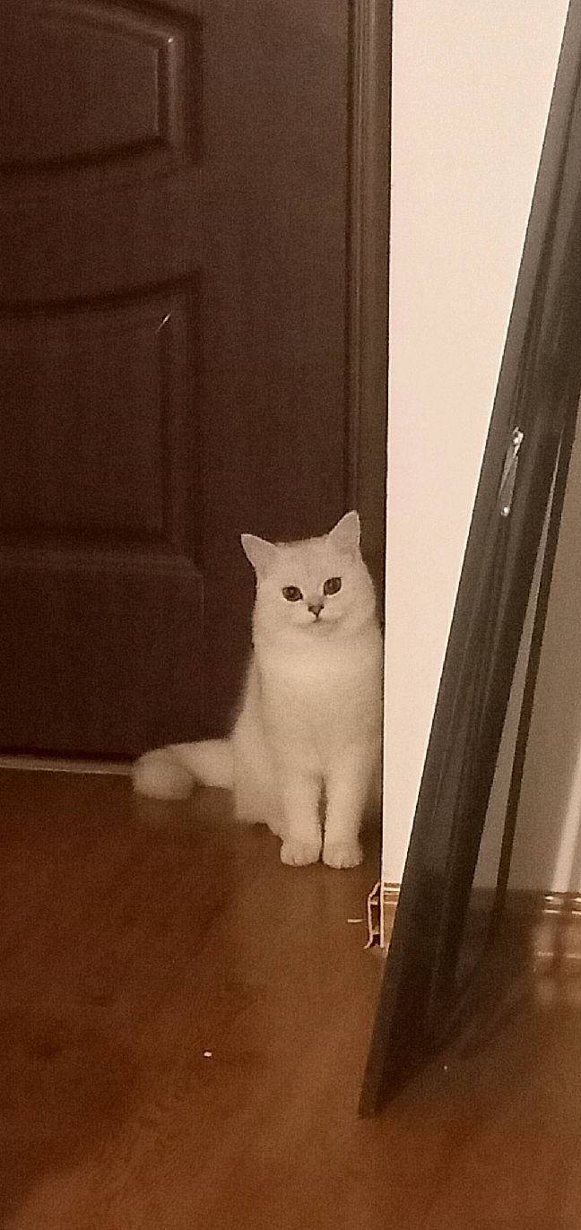 猫图片|宠物猫|猫咪|