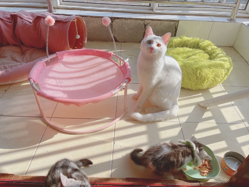 猫图片|宠物猫|猫咪|