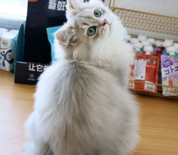 猫图片|宠物猫|猫咪|