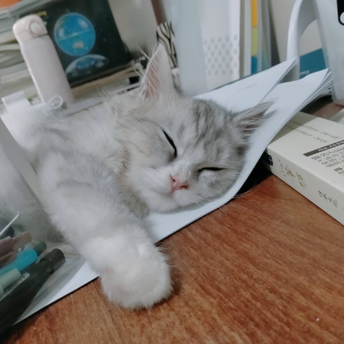 猫图片|宠物猫|猫咪|