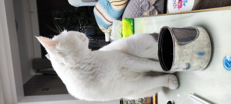 猫图片|宠物猫|猫咪|