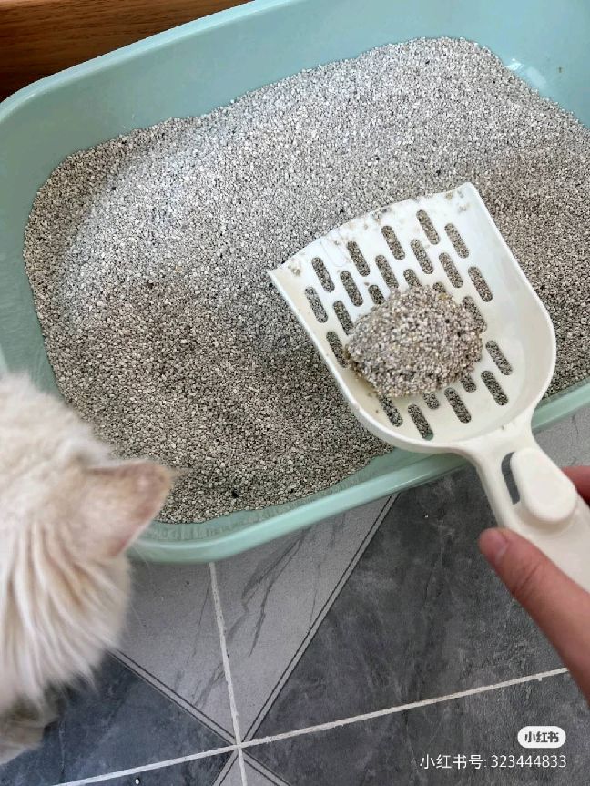 猫图片|宠物猫|猫咪|