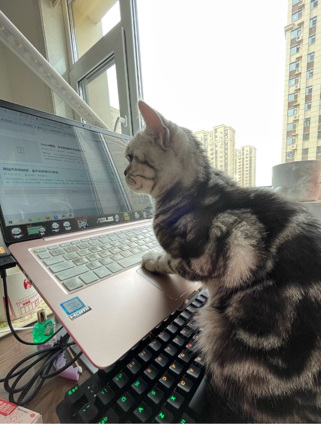 猫图片|宠物猫|猫咪|