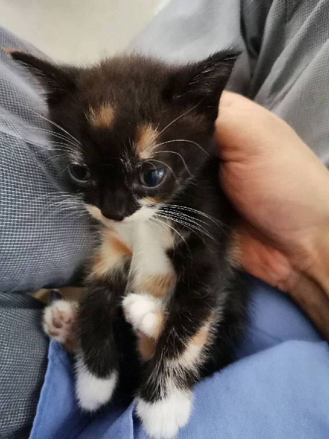 猫图片|宠物猫|猫咪|