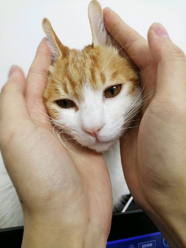 猫图片|宠物猫|猫咪|