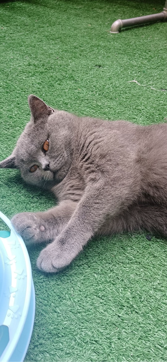 猫图片|宠物猫|猫咪|