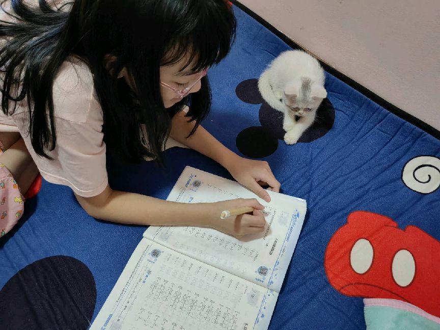 猫图片|宠物猫|猫咪|