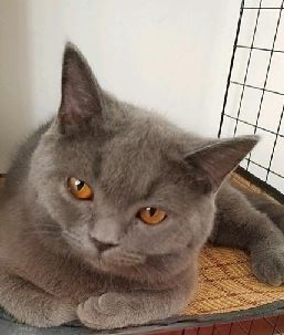 猫图片|宠物猫|猫咪|