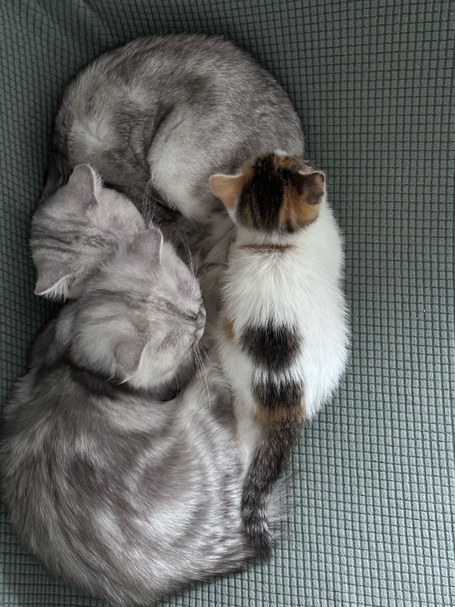 猫图片|宠物猫|猫咪|