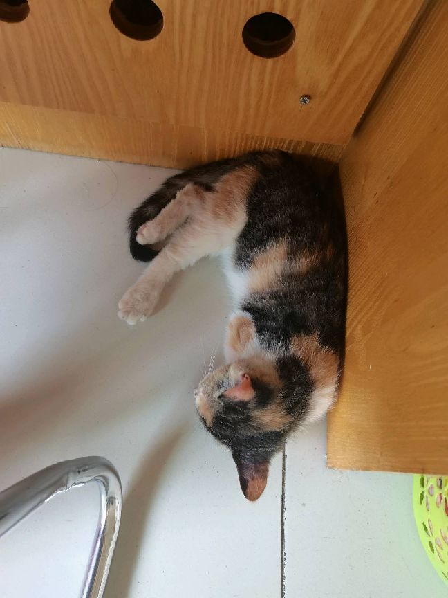 猫图片|宠物猫|猫咪|