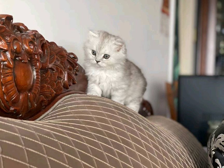 猫图片|宠物猫|猫咪|