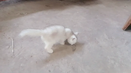 猫图片|宠物猫|猫咪|