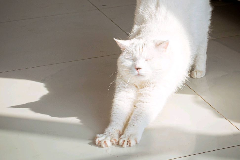 猫图片|宠物猫|猫咪|