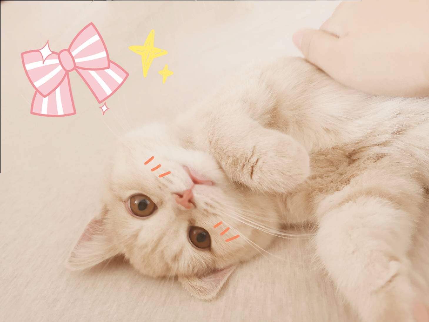 猫图片|宠物猫|猫咪|