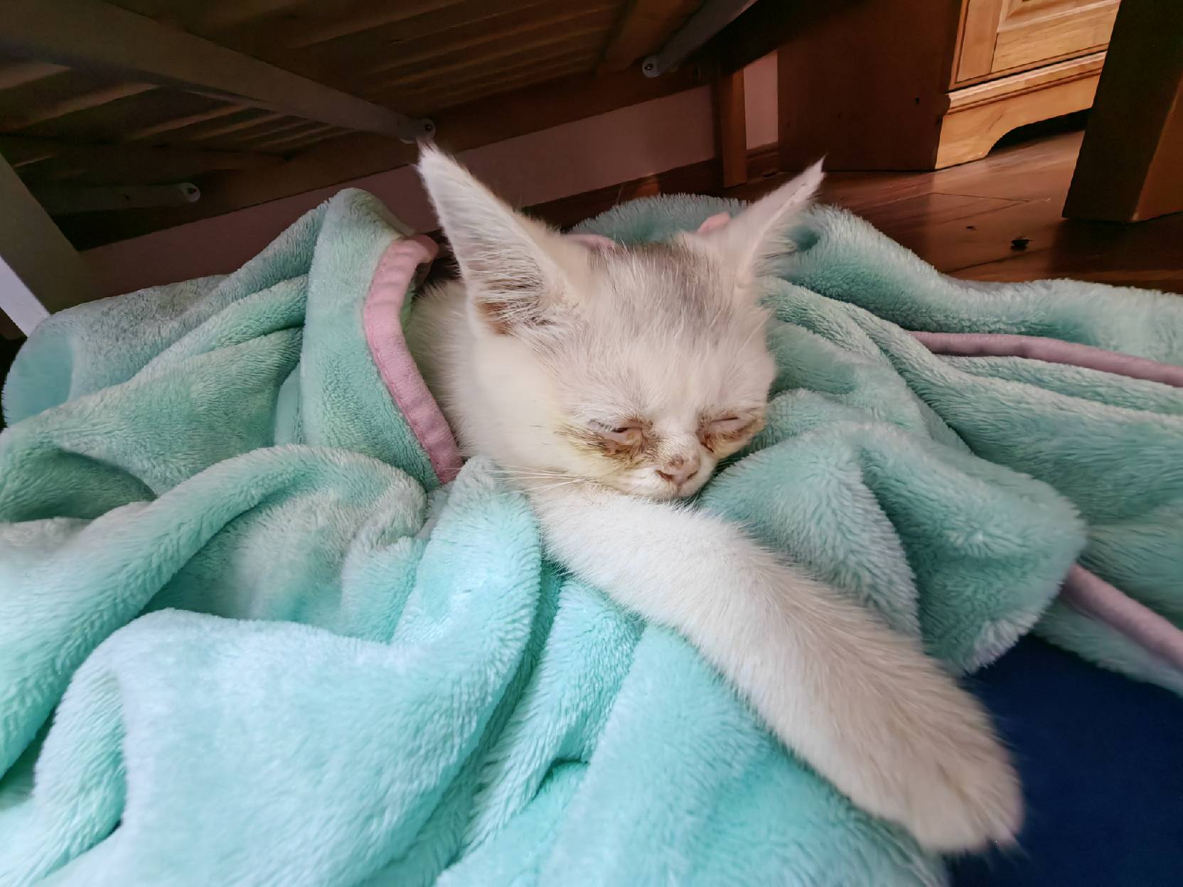 猫图片|宠物猫|猫咪|