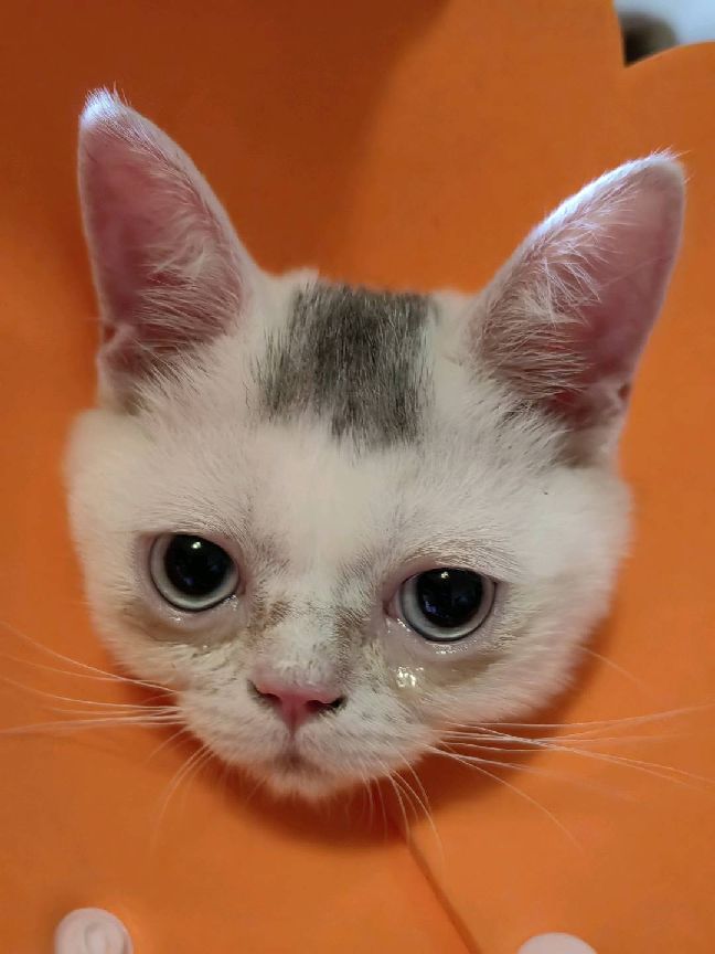 猫图片|宠物猫|猫咪|