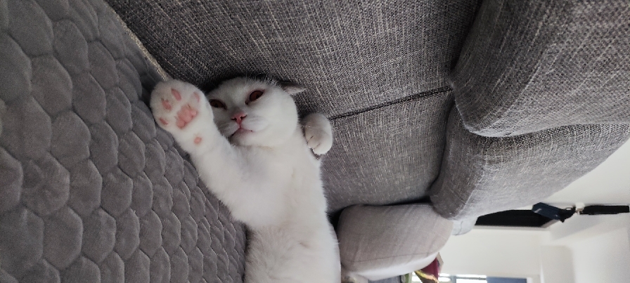 猫图片|宠物猫|猫咪|