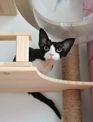 猫图片|宠物猫|猫咪|