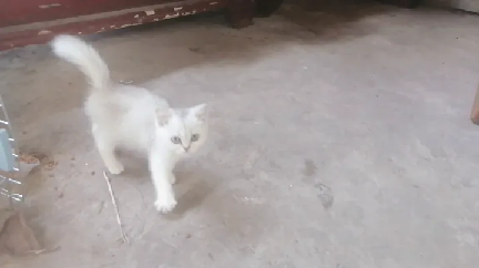 猫图片|宠物猫|猫咪|