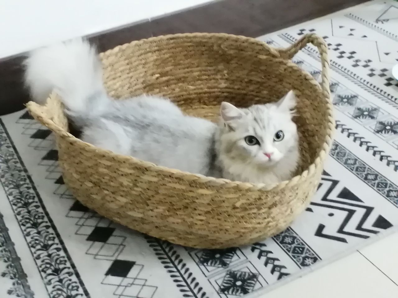 猫图片|宠物猫|猫咪|