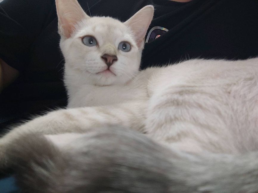 猫图片|宠物猫|猫咪|