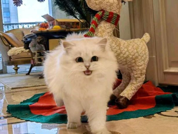 猫图片|宠物猫|猫咪|