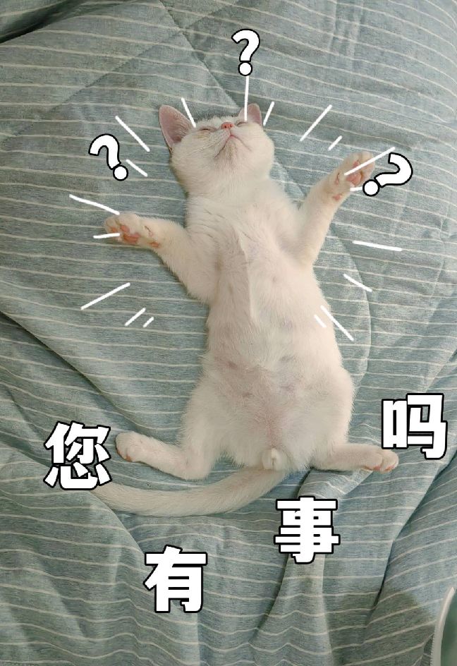 猫图片|宠物猫|猫咪|