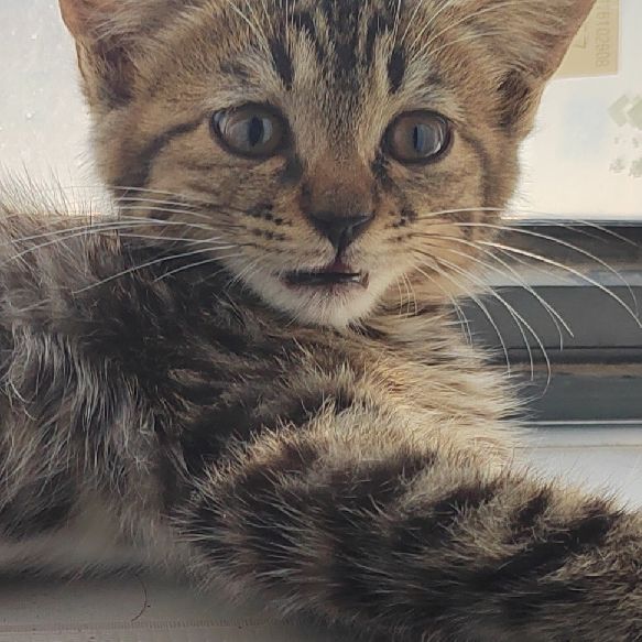 猫图片|宠物猫|猫咪|