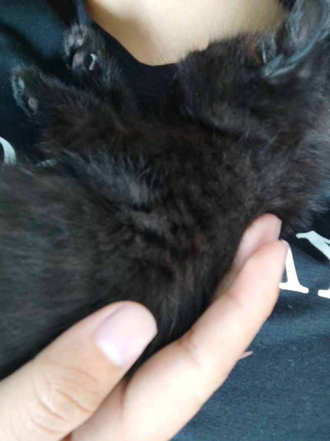 猫图片|宠物猫|猫咪|