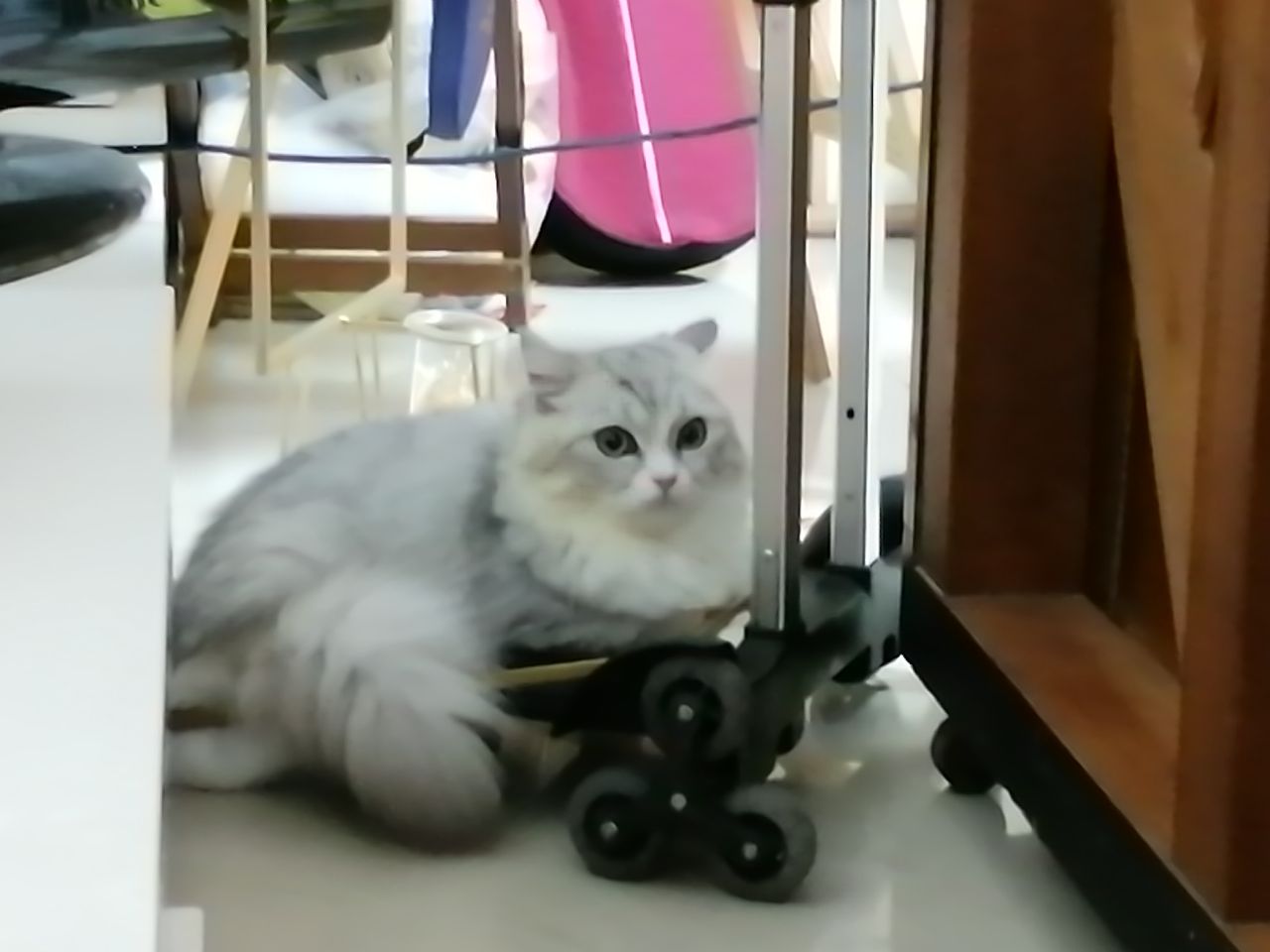 猫图片|宠物猫|猫咪|