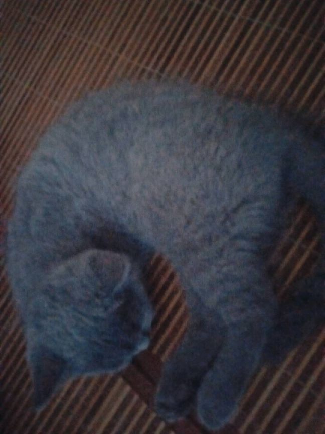 猫图片|宠物猫|猫咪|