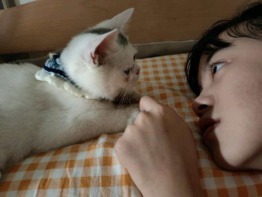 猫图片|宠物猫|猫咪|