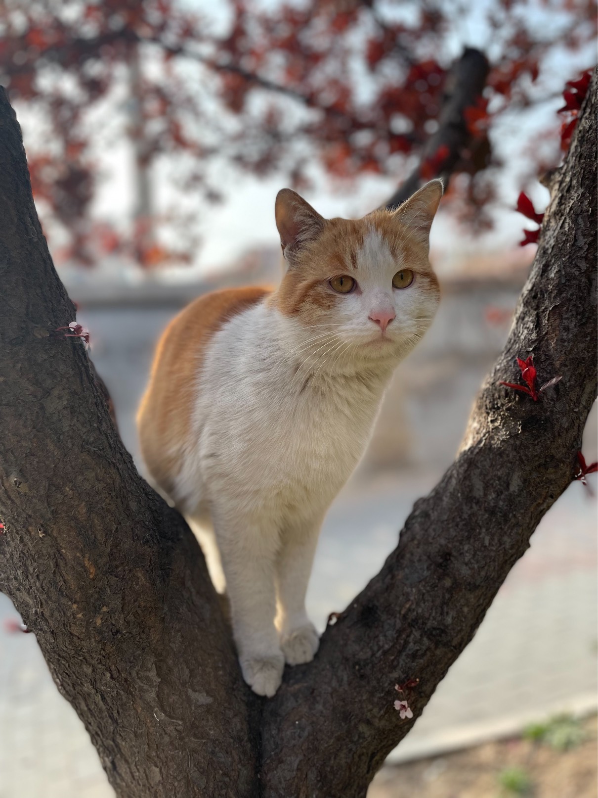 猫图片|宠物猫|猫咪|