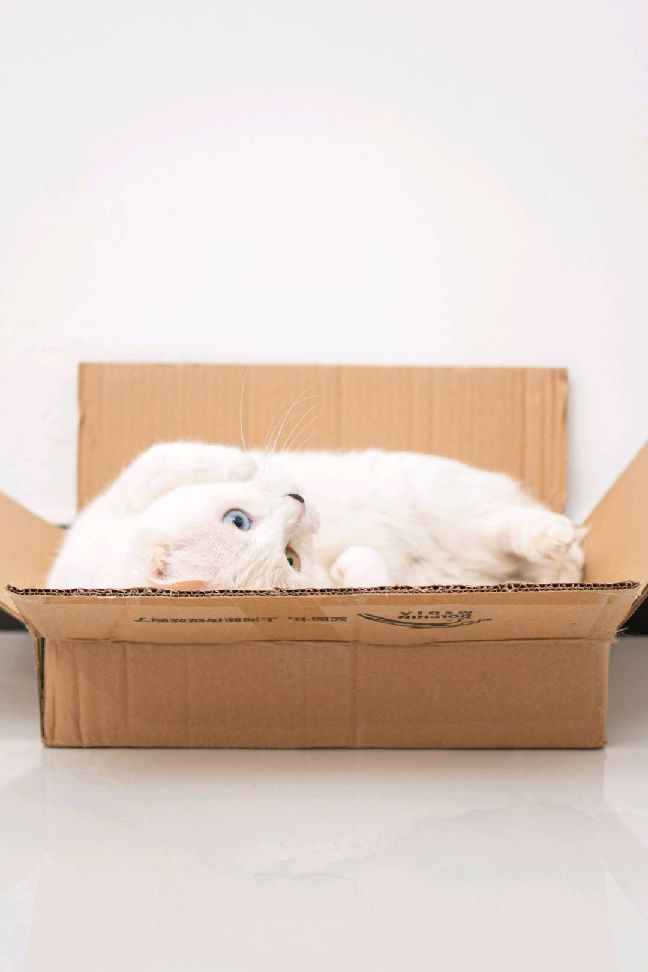 猫图片|宠物猫|猫咪|