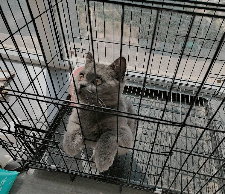 猫图片|宠物猫|猫咪|